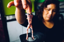 Khủng khiếp sinh tố ếch tươi: Thần dược viagra của người Peru