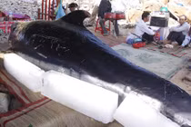 Đau thương lễ an táng cho cá voi dạt vào bờ