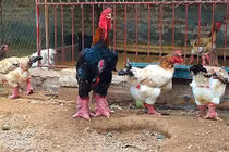 100 triệu mua gà quý ăn Tết: Lùng khắp Bắc Bộ chiều đại gia