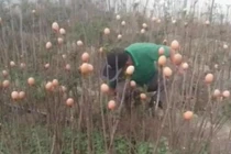 Khám phá tuyệt chiêu trồng cây cực hay với ... trứng gà 