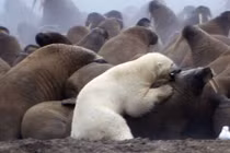 Khốc liệt cuộc chiến giữa gấu trắng Bắc cực và voi biển 