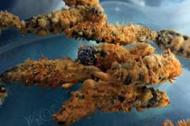 Bí kíp tạo ra đông trùng hạ thảo của nông dân Việt