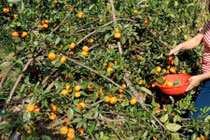 Điểm danh hoa quả quê hút khách dịp Tết