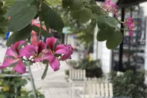 Đẹp lạ hoa ban bung nở tím trời Hà Nội