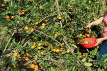 Điểm danh hoa quả quê hút khách dịp Tết