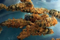 Bí kíp tạo ra đông trùng hạ thảo của nông dân Việt