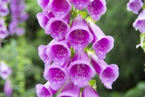 Rợn tóc gáy với nọc độc loài hoa đẹp khó tả