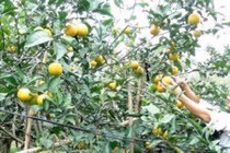 Cam “tiến Vua” 50.000 đồng/quả vẫn đắt khách giáp Tết