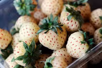 Nhà giàu Việt phát cuồng với dâu tây ngon nhất thế giới