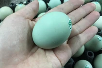 Giật mình trứng gà xanh siêu lạ, mỗi ngày bán 10.000 quả