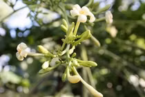 Tiên dược ngừa ung thư hiệu quả nhất nhà nào cũng thờ ơ 