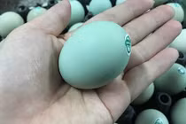 Giật mình trứng gà xanh siêu lạ, mỗi ngày bán 10.000 quả