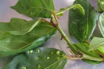 Có lá này trong nhà không lo mắc bệnh gan, đánh tan mất ngủ