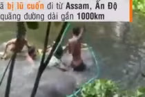 Voi 4 tấn bị lũ cuốn phăng 1.000 km vẫn sống sót kỳ diệu 