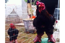 Khủng khiếp cặp chân gà Đông Tảo nặng 1kg/chiếc