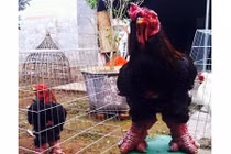 Khủng khiếp cặp chân gà Đông Tảo nặng 1kg/chiếc