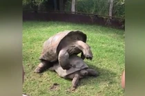 Rùa khổng lồ vô tư làm “chuyện ấy” chỗ đông người 