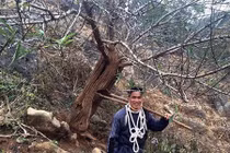 Ngắm cây đào rừng lạ ở Sơn La gây sốt dân chơi