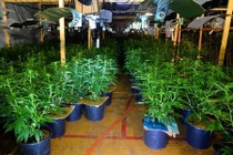 Số phận trẻ em Việt là nô lệ trồng cần sa ở Anh