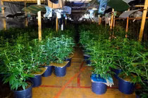 Số phận trẻ em Việt là nô lệ trồng cần sa ở Anh