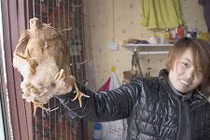 Phát hiện gà con 4 chân kì dị ở Brazil