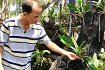 Kiếm tiền “đống” bằng cách ghép lan trên lõi muồng cháy