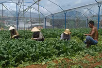 Thu lãi cao ngất ngưởng nhờ rau cải... “thần kỳ”