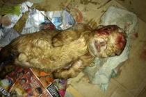 Hoảng hồn phát hiện dê mới sinh có hình dáng, mặt giống người