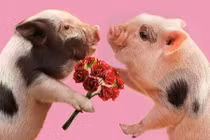 Lấy vợ tuổi này chồng tậu “3 lầu 4 bánh” dễ hơn trở bàn tay 