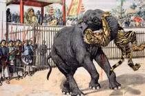 Bí ẩn cuộc chiến voi - hổ tại đấu trường độc nhất vô nhị thời Nguyễn