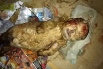 Hoảng hồn phát hiện dê mới sinh có hình dáng, mặt giống người