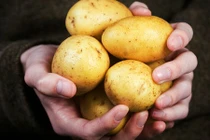 Tuyệt đối không nên bảo quản khoai tây trong tủ lạnh