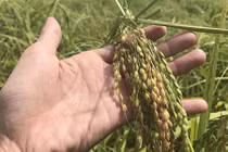 Nếp “tiến vua” - đặc sản Sa Huỳnh trồng dễ hay khó?