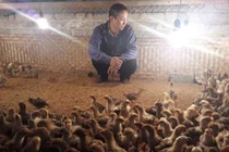 Người nuôi gà điêu đứng vì H7N9: Gà Yên Thế thất thủ