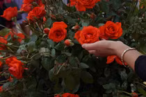 Người dân hồn nhiên “hành hạ” hoa ở Lễ hội hoa hồng Bulgaria