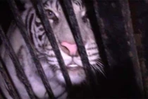 Xe tải chở 5 con hổ quý bị bỏ lại trên cao tốc