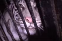 Xe tải chở 5 con hổ quý bị bỏ lại trên cao tốc