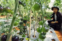 Trồng rau nhà kính ở Lâm Đồng: Đầu tư 1, thu lợi 10