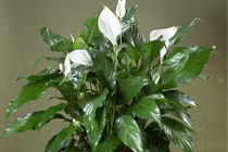 15 loại cây hút khí độc tốt nên trồng trong nhà mùa hè