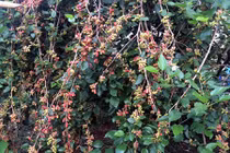 Cận cảnh cây dâu tằm khủng khiến ai cũng ngỡ ngàng