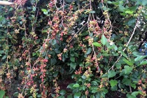 Cận cảnh cây dâu tằm khủng khiến ai cũng ngỡ ngàng