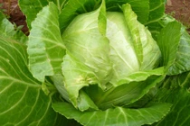 Những lợi ích "thần dược" của bắp cải bạn nên ăn hàng ngày