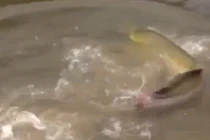 Những loài sinh vật nguy hiểm nhất rừng rậm Amazon