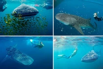 Khám phá 6 nơi bạn có thể lặn cùng cá mập voi