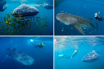 Khám phá 6 nơi bạn có thể lặn cùng cá mập voi