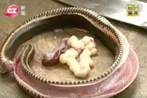 Hàng loạt người nhiễm sán nhái khi ăn thịt rắn 