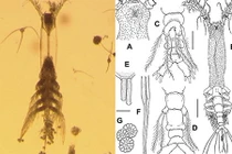Phát hiện quái vật biển cơ thể mờ ảo như tàng hình, 8 chân