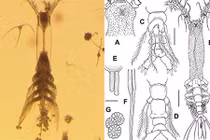 Phát hiện quái vật biển cơ thể mờ ảo như tàng hình, 8 chân