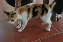 Xôn xao với chú mèo có “bớt” hình chữ cá độc đáo