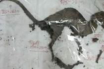 Phát hiện xác sinh vật thời nay giống khủng long 65 triệu năm trước